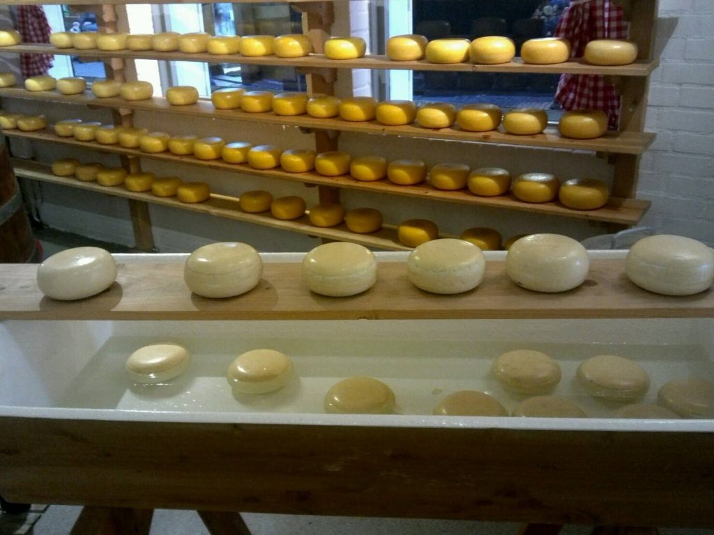 オランダのチーズ製造過程