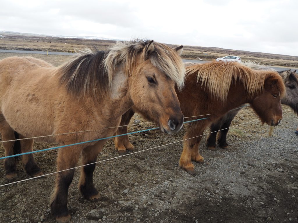 アイスランド、ゴールデンサークルの馬