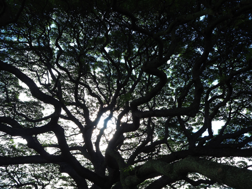 モアナルアガーデンパークのこの木なんの木、モンキーポッド