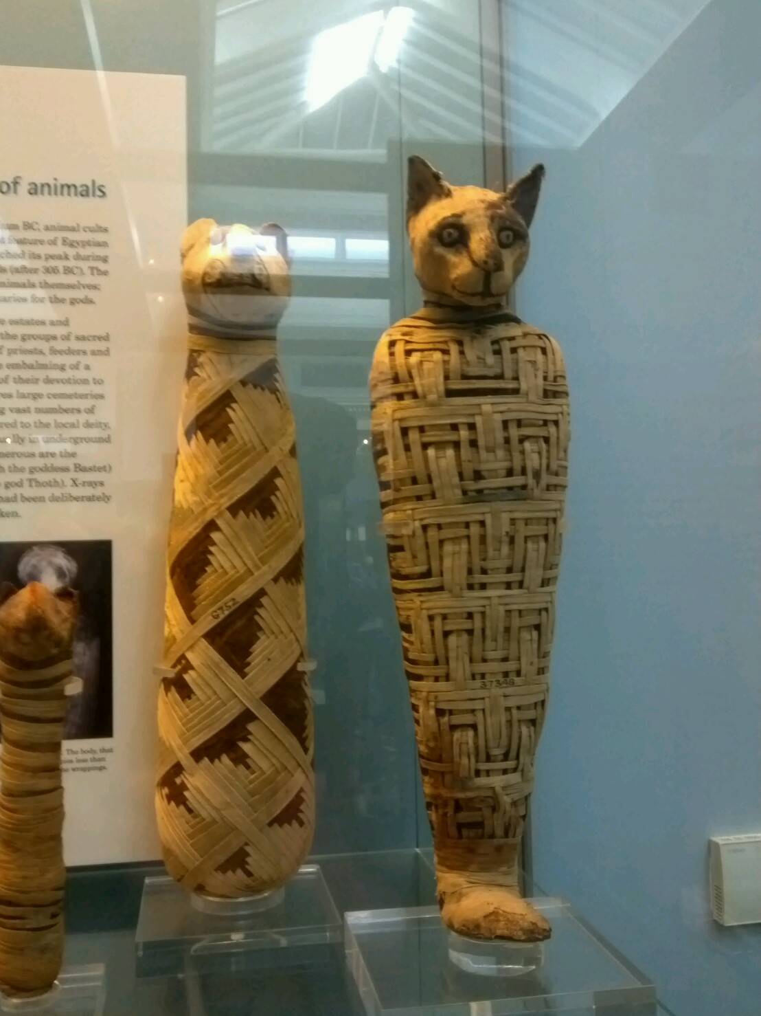 猫のミイラ