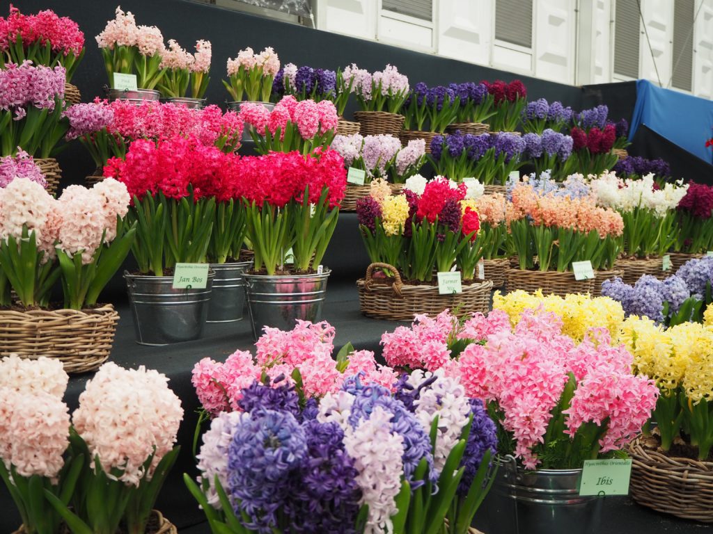 チェルシー・フラワーショー(Chelsea Flower Show)の展示、販売される花