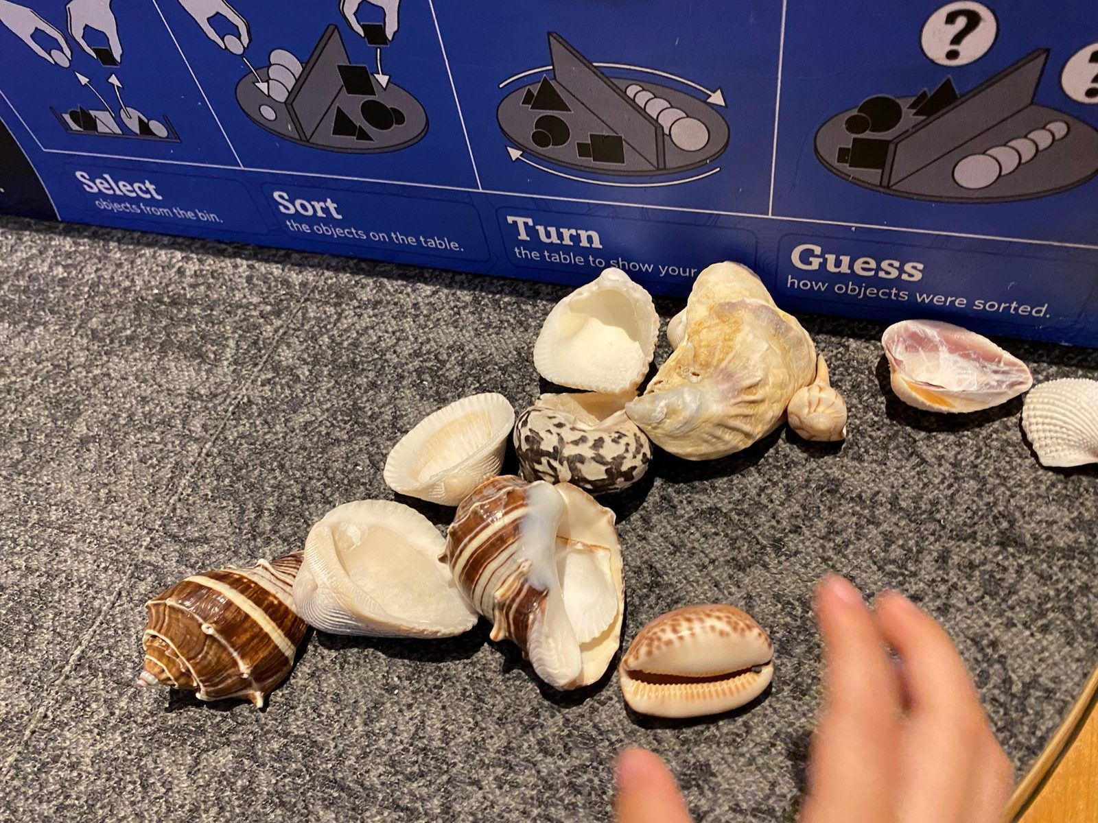 手に取って分類できる貝殻の展示
