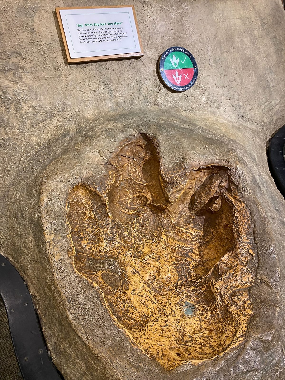 ティラノサウルスの足跡の型